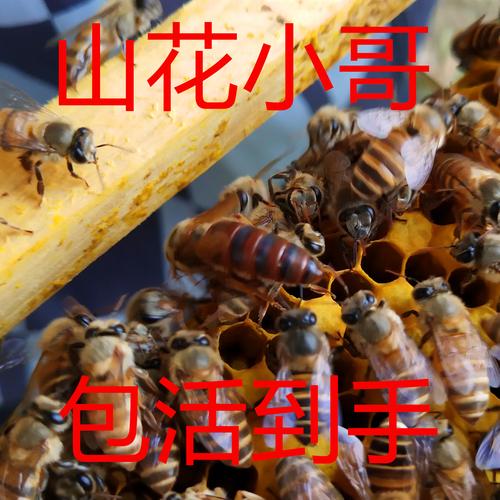 蜜蜂中华蜂养殖中蜂蜂王活体包活杂交金色王优质新产王土蜂热卖中