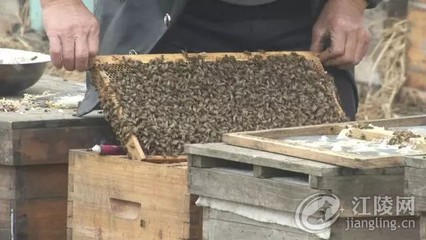 江陵养蜂人的甜蜜事业:线上线下联合销售,一年卖出蜂蜜500多吨