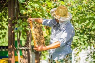 北京京纯养蜂专业合作社