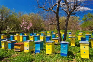 蜜蜂养殖技术 蜂群中雄蜂数量异常的原因及调控对