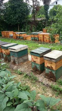 出售中蜂处蜂蜂群中蜂意蜂扶贫蜜蜂