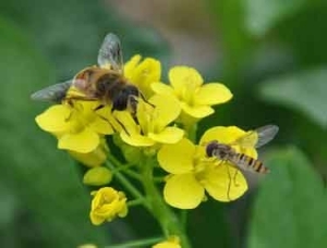 穆棱市新春养蜂专业合作社蜜蜂养殖蜂蜜销售养蜂场云网站
