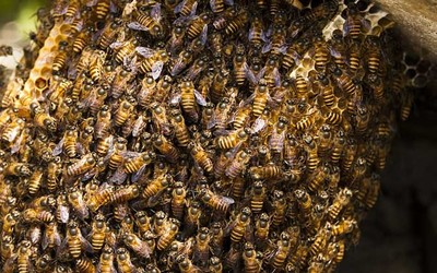 蜜蜂养殖有发展前景吗?