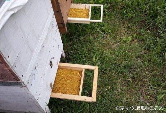 蜜蜂养殖中突然逃跑怎么回事?查看蜂箱情况,为蜜蜂提供足够食物