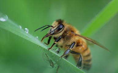 蜜蜂出现拉稀症状的原因和防治方法