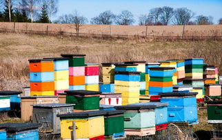 蜜蜂养殖技术 蜂群在一年中的消长与生活规律