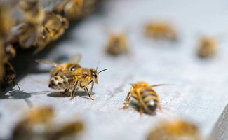 蜜蜂养殖技术 正确认识蜂王产雄蜂卵的规律