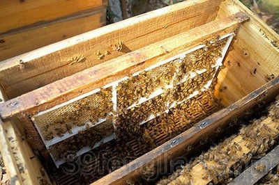 天然养殖蜜蜂 营养丰富